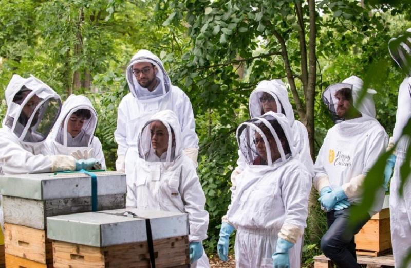 Discovering urban beekeeping