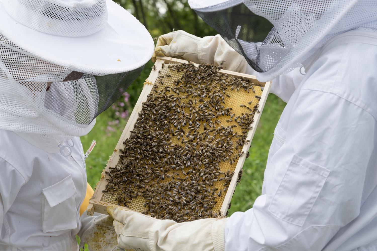 Discovering bees - Beekeeping