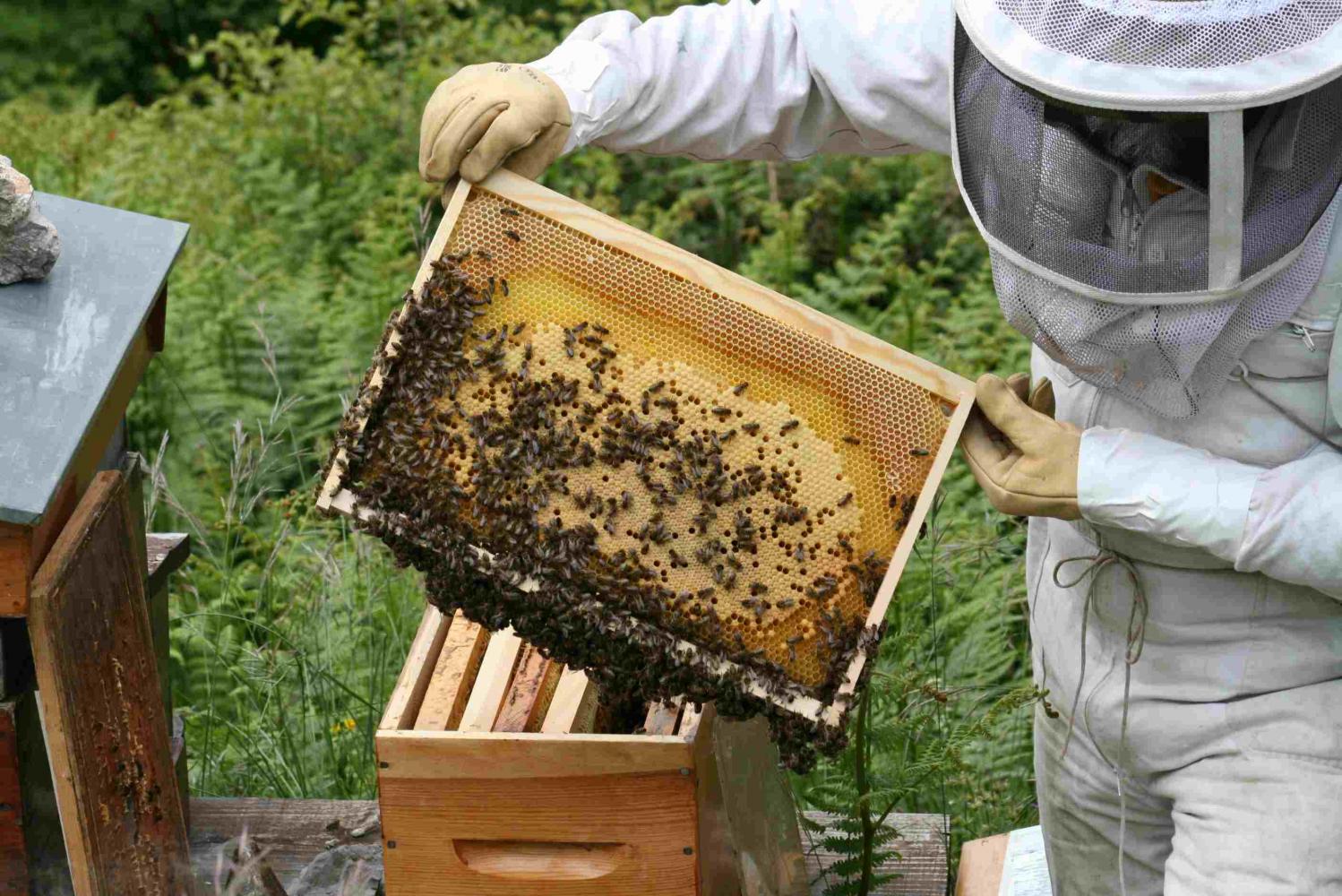 À la découverte des abeilles - Apiculture