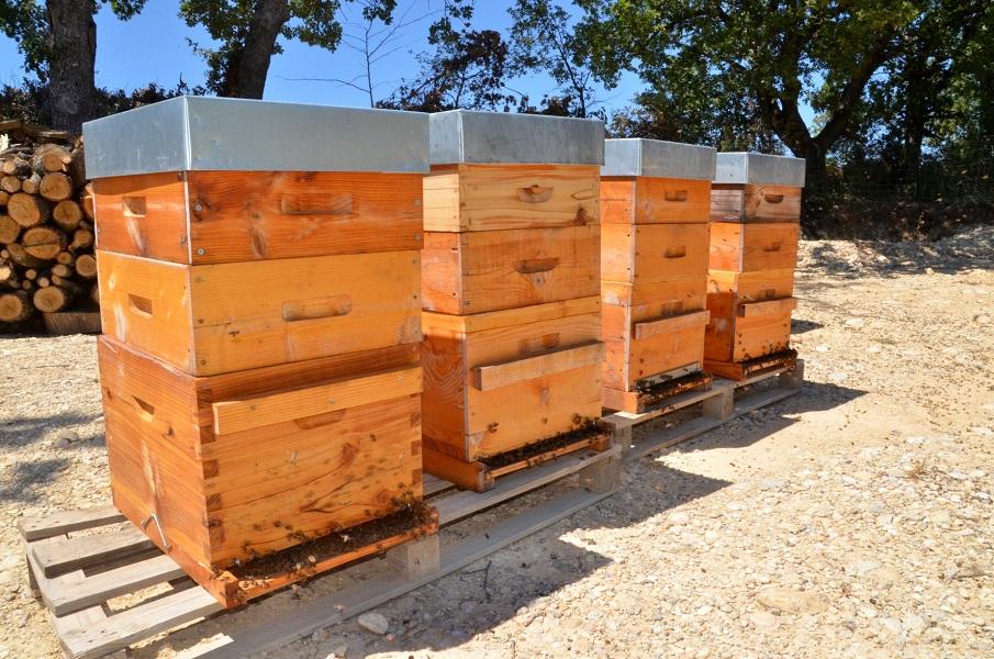 Discovery of an apiary (visit, tasting...)