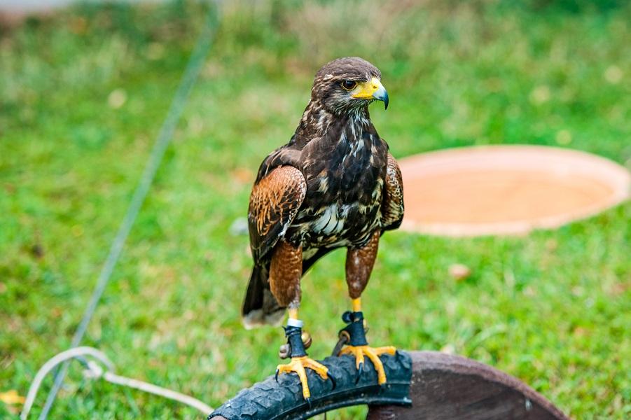 Falconry course - 1 day