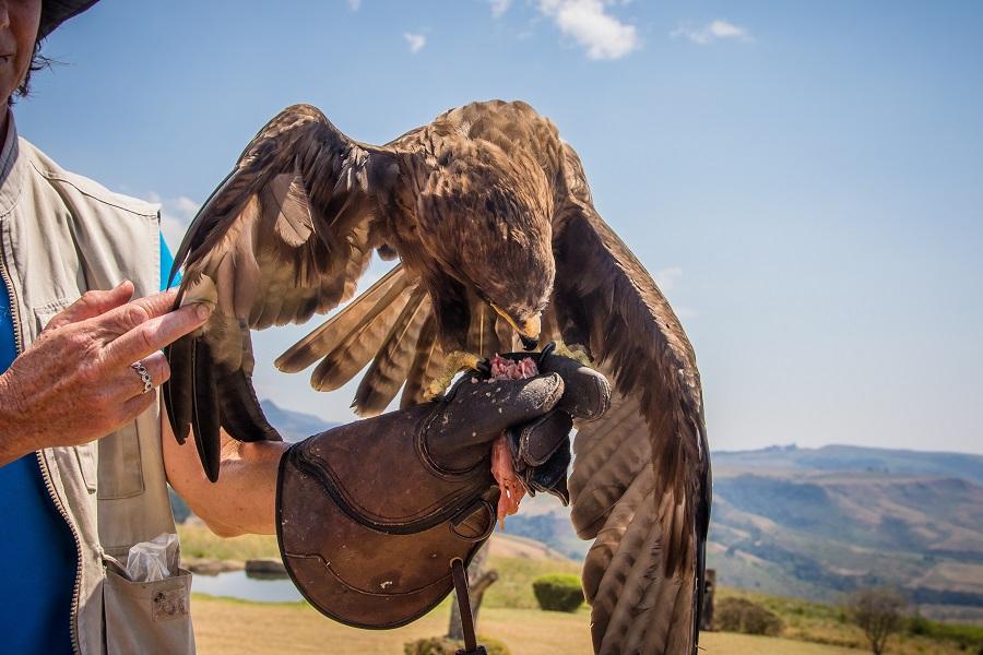 Introduction to Falconry