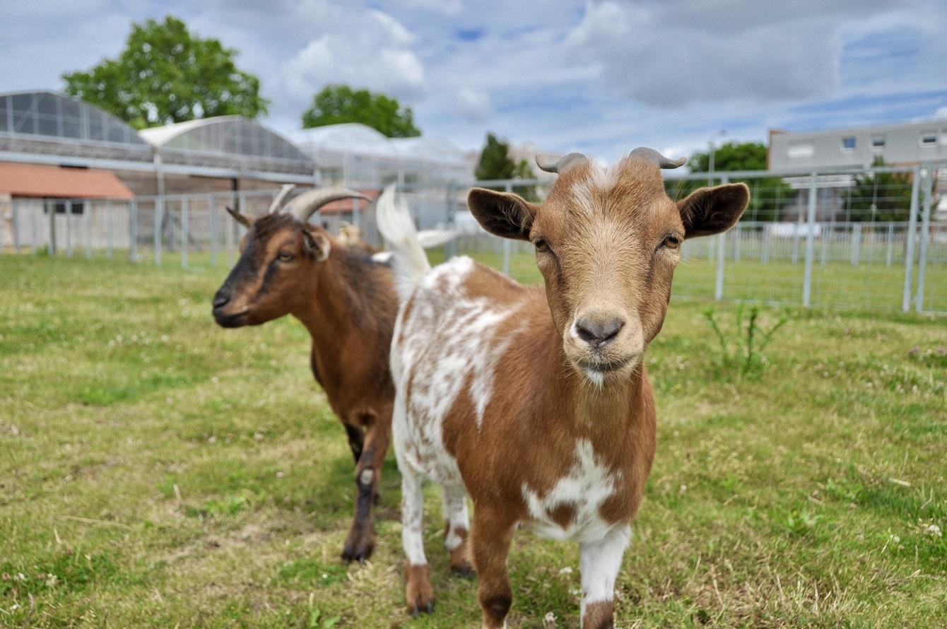 Votre séminaire RSE au sein de la Ferme de Gally - Saint-Denis