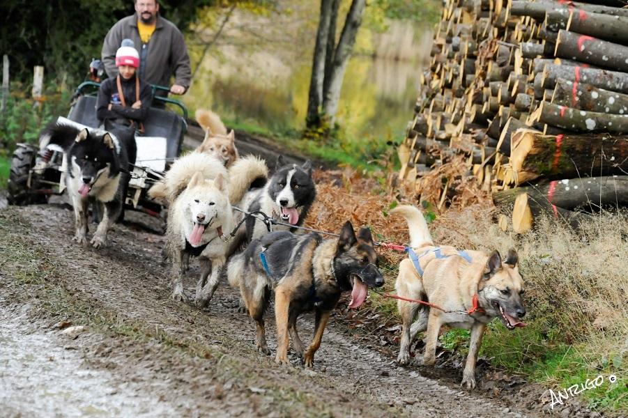 Go-kart ride pulled by sled dogs (Méribel-Champagny)