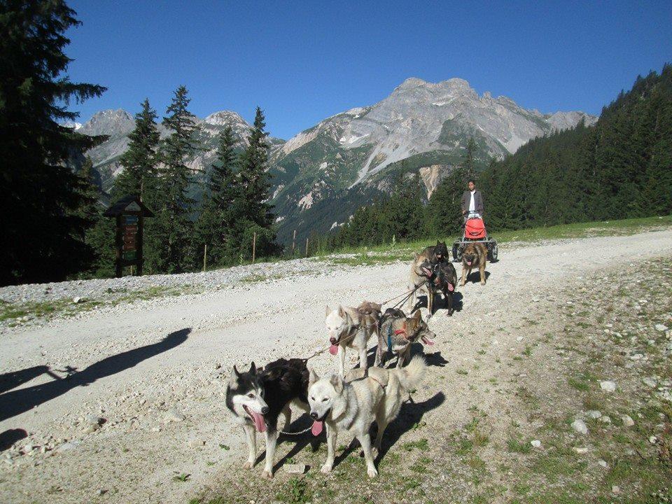 Cani-rando : Kart pulled by sled dogs (Méribel-Champagny)