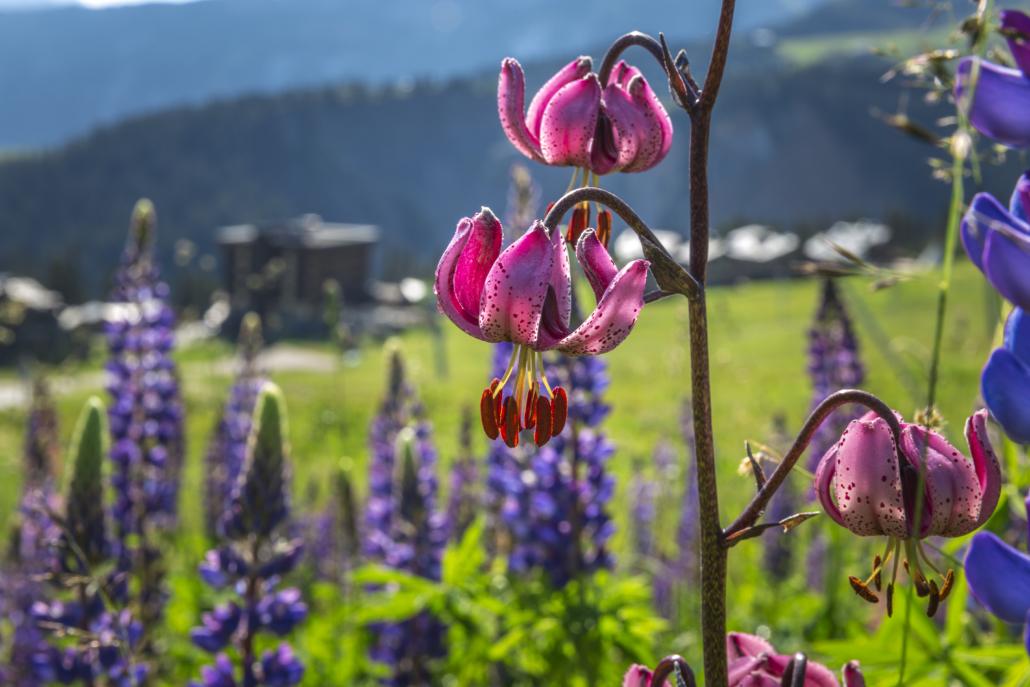Plant walks and flower meditations - Courchevel