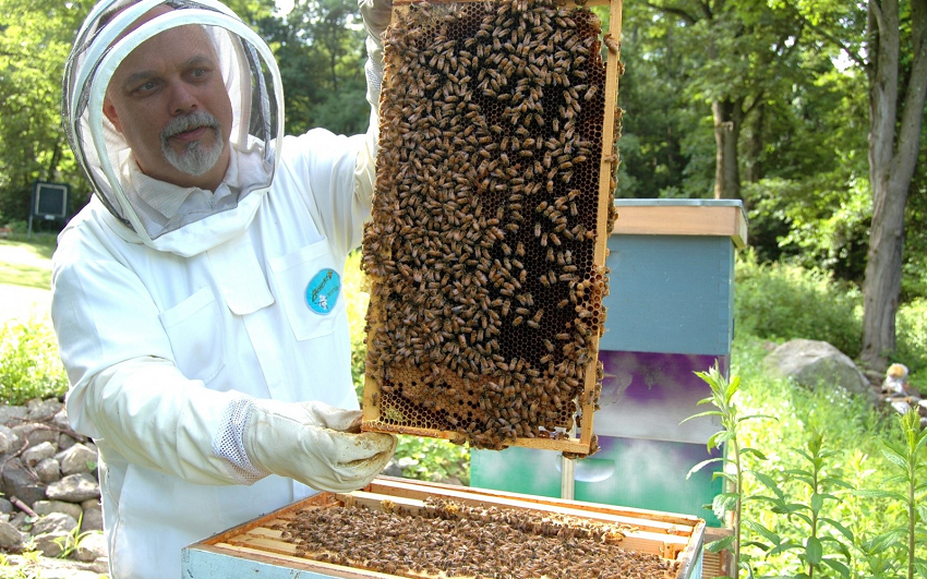 Découverte de l'apiculture en Île-de-France