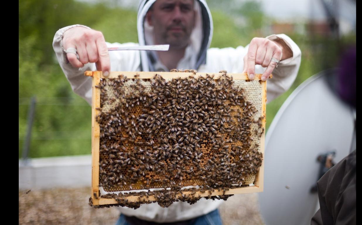 Introduction to urban beekeeping weekend
