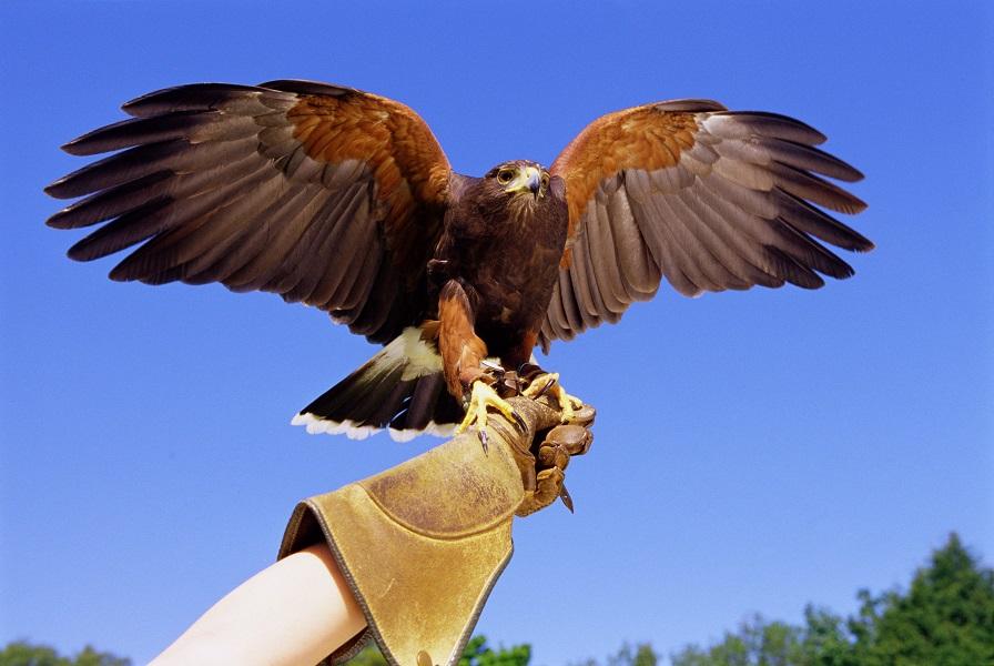 Introduction to Falconry - Discovering birds of prey