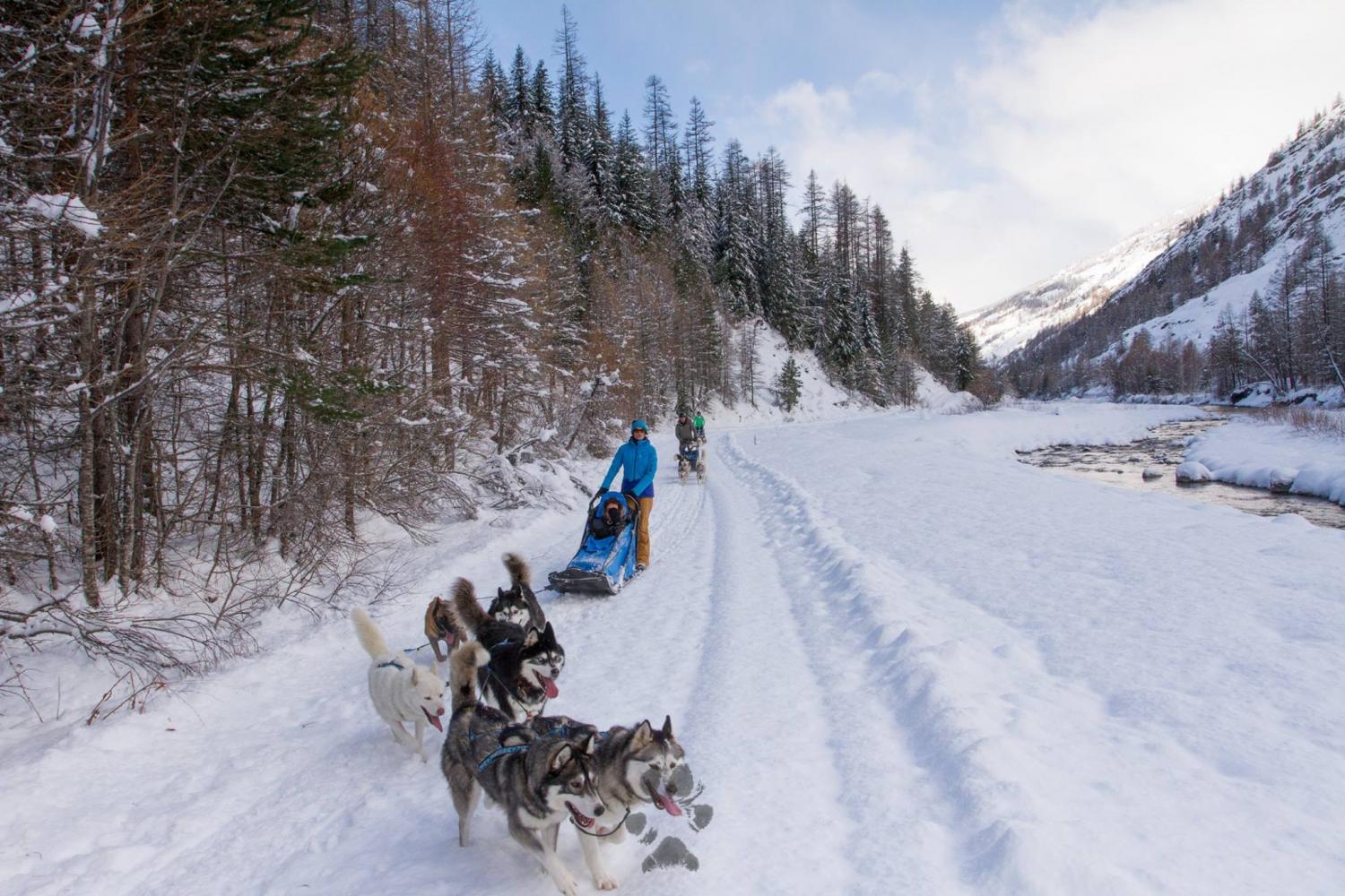Dogsledding experience (harnessing, riding and driving)