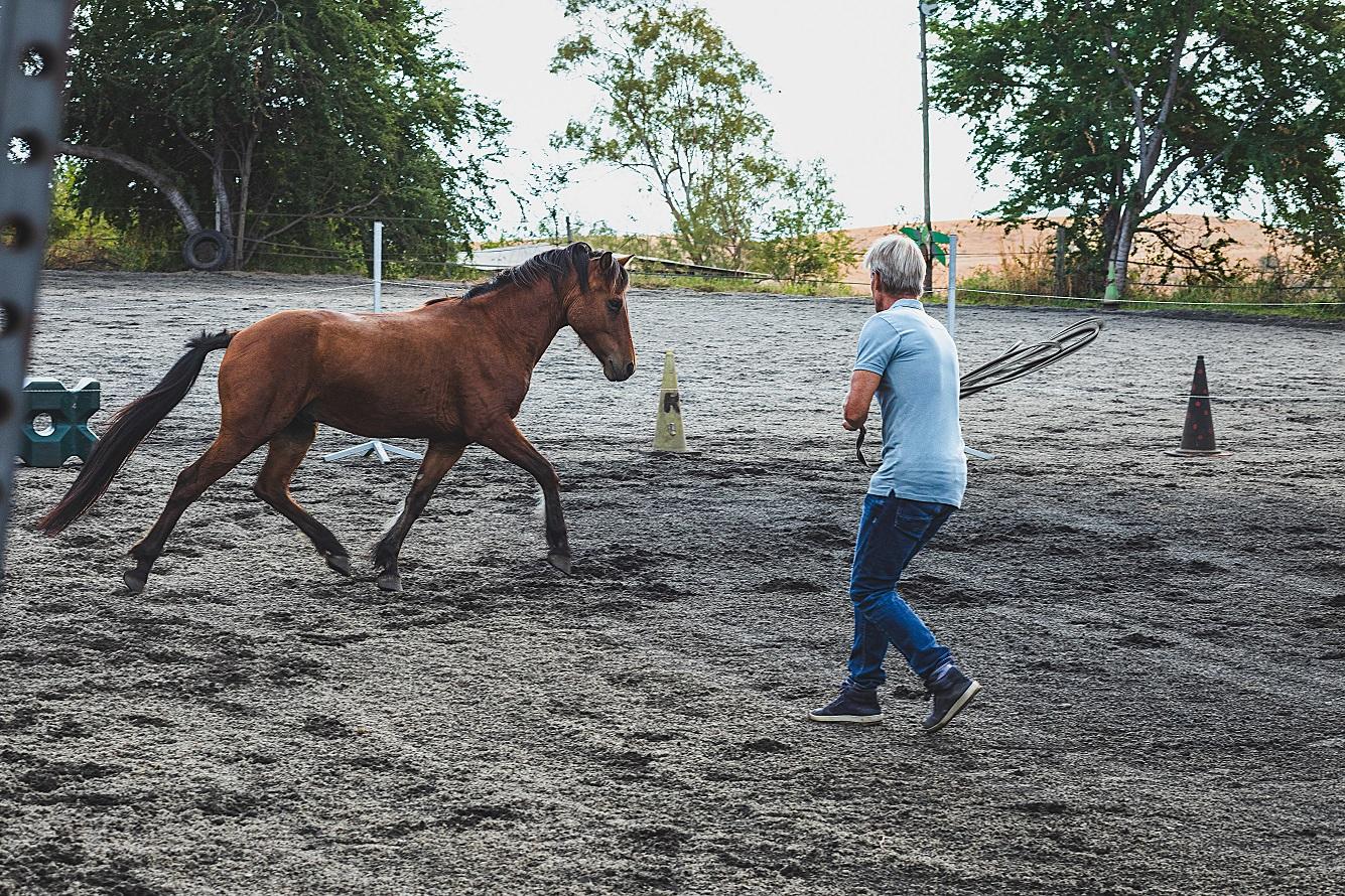 Les Olympiades équestres - Les Jeux de l'équitation