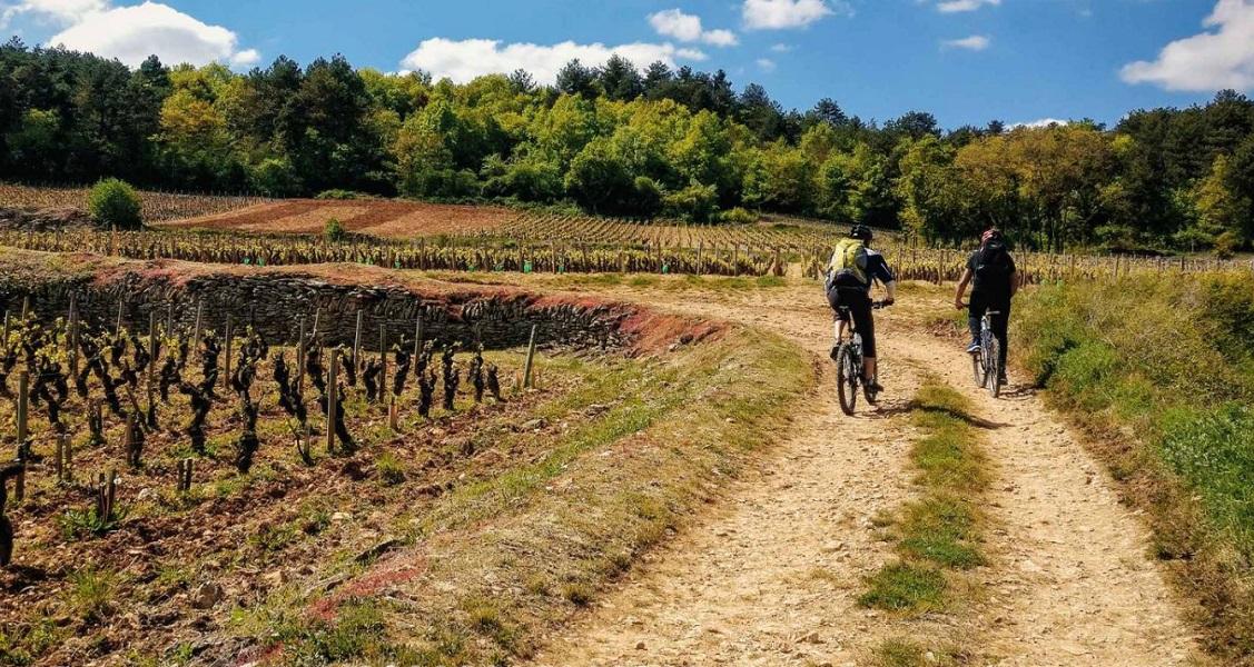 Wine tours by bike along the wine-growing coast