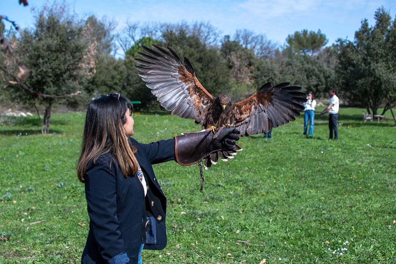 Introduction to Falconry at the Prieuré de Conil