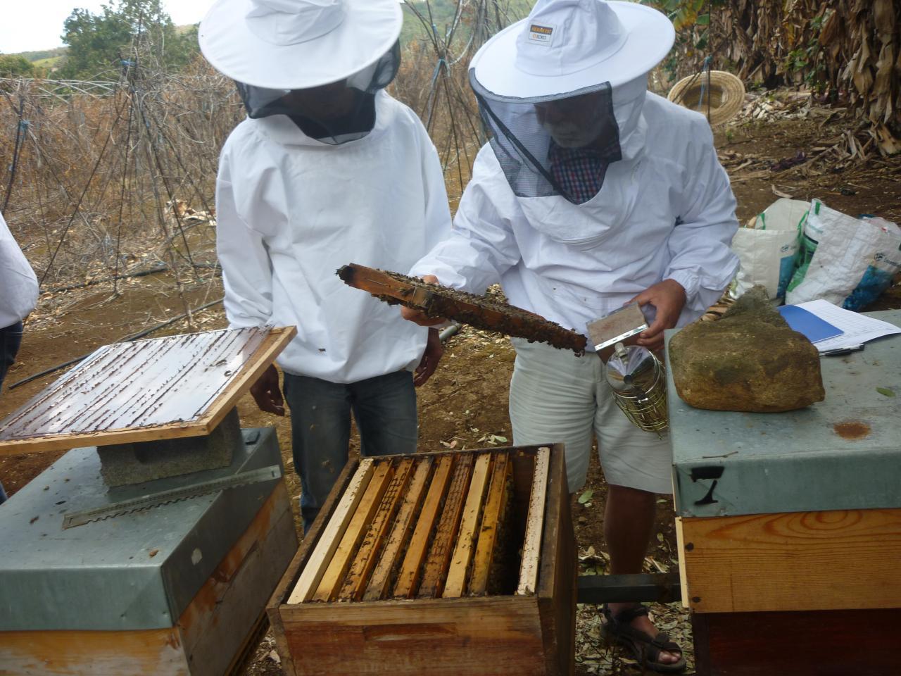 Beekeeping course: Running a first apiary