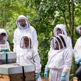 Discovering urban beekeeping - thumbnail