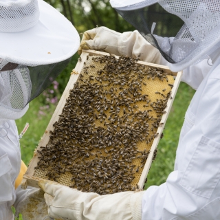 À la découverte des abeilles - Apiculture - thumbnail