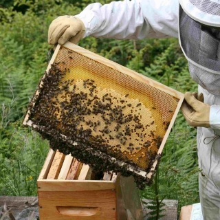 Discovering bees - Beekeeping - Responsible Team Building - thumbnail
