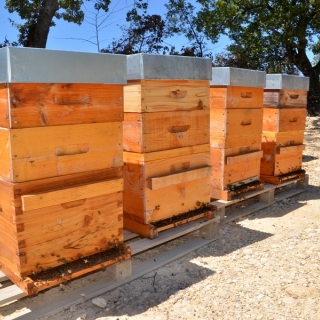 Discovery of an apiary (visit, tasting...) - thumbnail