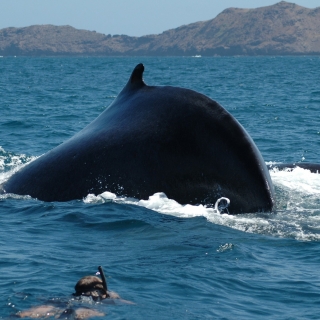 Snorkeling: Swim with cetaceans - thumbnail