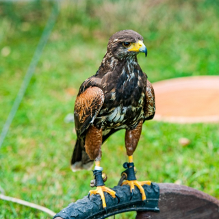 Falconry course - 1 day - thumbnail