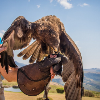 Falconry course - 2 days - thumbnail