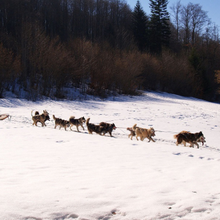 Balade, baptême et excursion en chiens de traineaux (Courchevel - Méribel - Vanoise...)