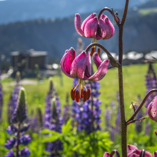 Plant walks and flower meditations - Courchevel