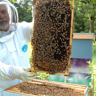 Rencontre avec les abeilles, les ruches et le miel