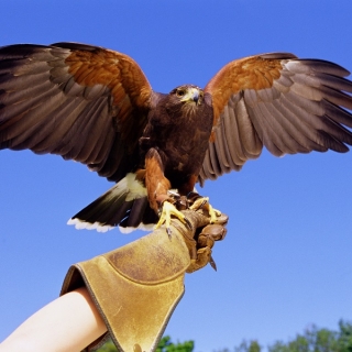 Introduction to Falconry - Discovering birds of prey - thumbnail