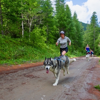 Cani-cross dans le Queyras (course avec chiens)