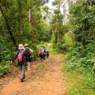 Sustainable Forest Bath Challenge - Participative coaching - thumbnail