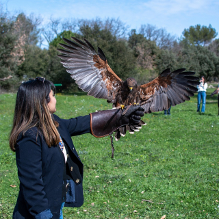 Introduction to Falconry at the Prieuré de Conil - thumbnail