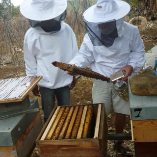 Beekeeping course: Running a first apiary