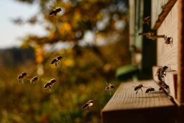 discovering-bees-beekeeping-responsible-team-building-3