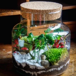 terrarium-workshop-in-nantes-plant-composition-3