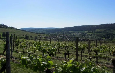 wine-tours-by-bike-along-the-wine-growing-coast-6