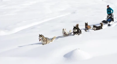 sledge-dogs-at-abries-queyras-3