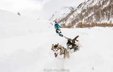 sledge-dogs-at-abries-queyras-5