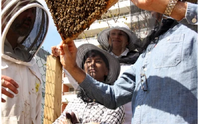 discovering-beekeeping-in-ile-de-france-2