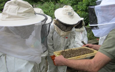 discovering-beekeeping-in-ile-de-france-3