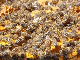 discover-beekeeping-morning-lunch-4