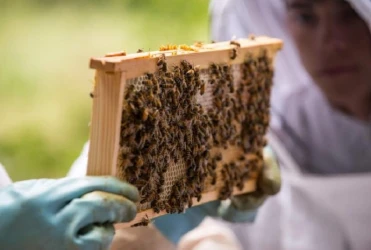 discovering-urban-beekeeping-2