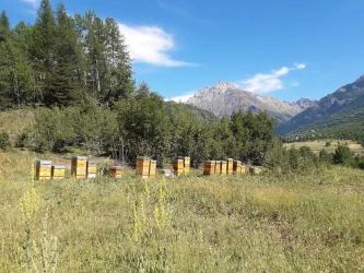 discovery-of-an-apiary-visit-tasting-2