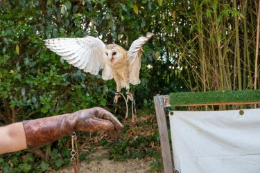 introduction-to-falconry-at-the-prieure-de-conil-3