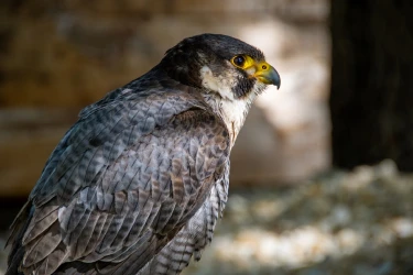 introduction-to-falconry-at-the-prieure-de-conil-5