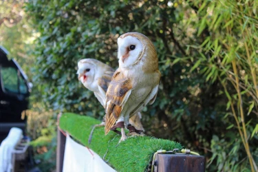 introduction-to-falconry-at-the-prieure-de-conil-6