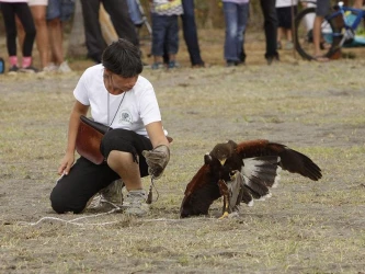 introduction-to-falconry-discovering-birds-of-prey-2