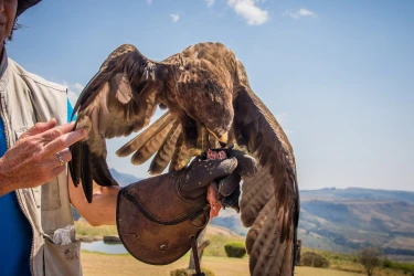 introduction-to-falconry-1