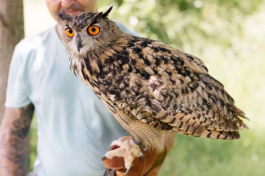 initiation-to-falconry-and-birds-of-prey-visit-of-the-zoological-park-1