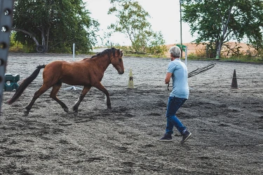 the-equestrian-olympics-the-equestrian-games-1